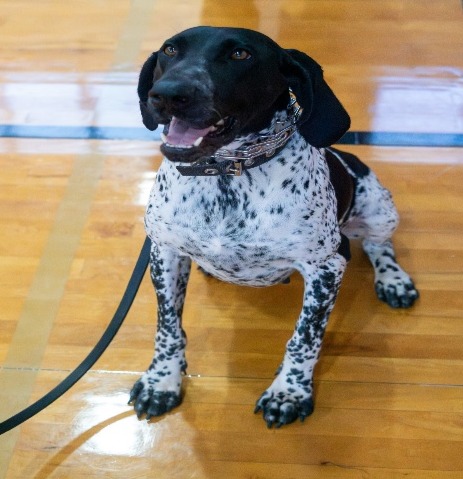 A dog sitting on a wooden floorDescription automatically generated